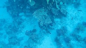 Буропятнистый групер. Красное море. Шарм-эш-Шейх. Шаркс-Бей. 2024