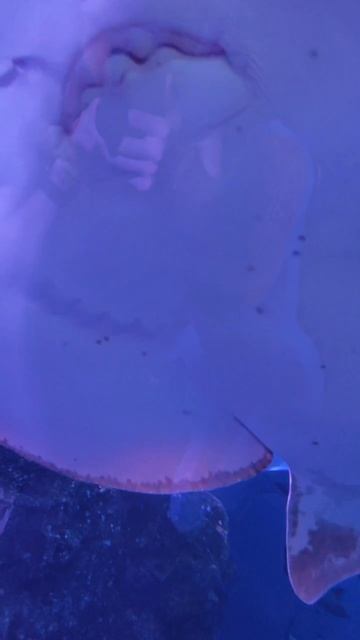 скаты в подводном туннеле океанариума Бангкока смотреть онлайн