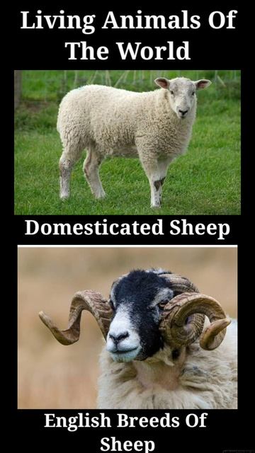 The Living Animals Of The World The Domesticated Sheep And The English Breeds Of Sheep смотреть онлайн