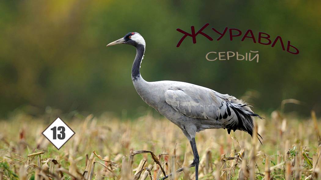 13_Журавль серый