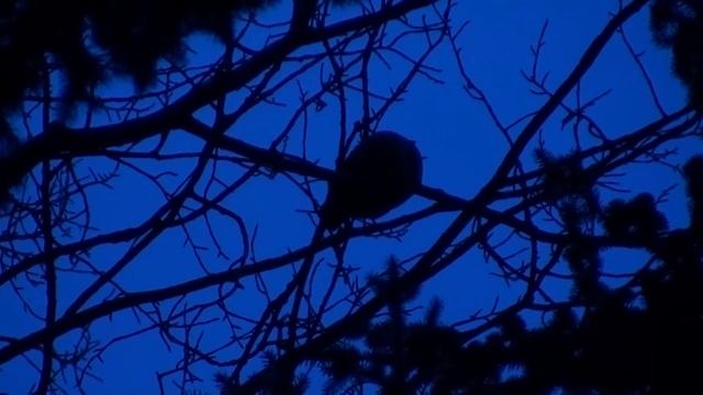 рябчик на зимней утренней заре смотреть онлайн
