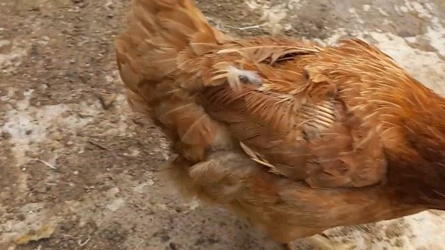 Gallinas ponedoras con huevos grandes смотреть онлайн