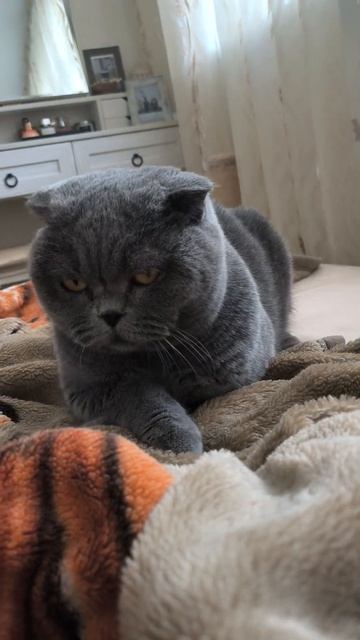 Шотландская вислоухая кошка Риана 24.09.2022. смотреть онлайн