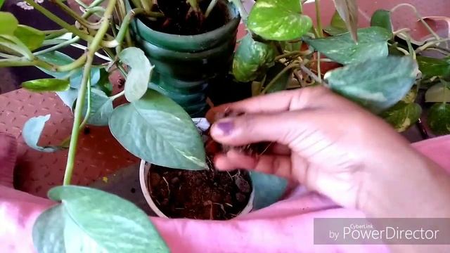 #indoorplant#moneyplantpothos Secret to my bushy and longer money plant /potho смотреть онлайн