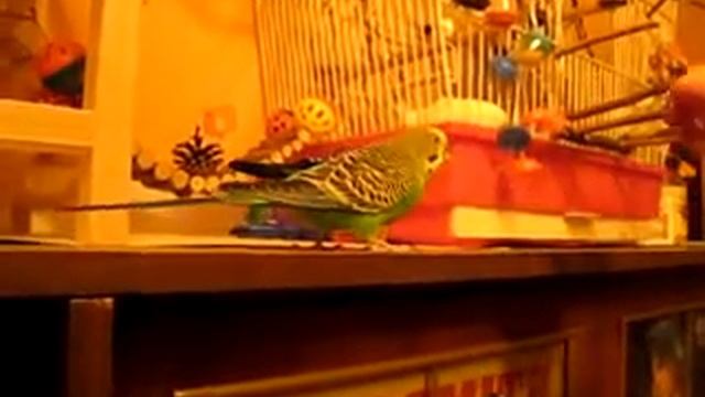 Играем с попугаем ) Гоша поворачивается смотреть онлайн