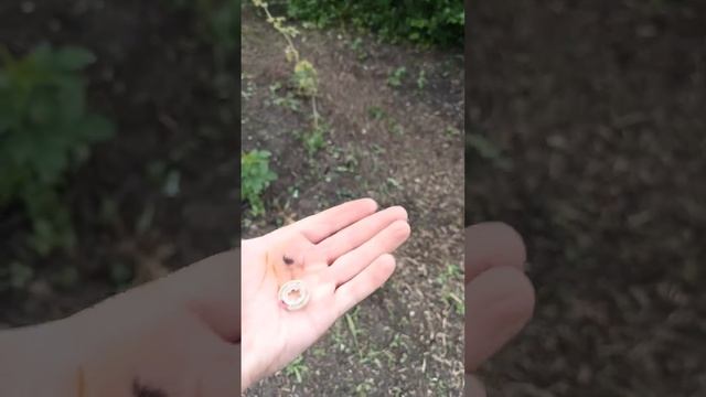 Во саду-ли в огороде нашёл старинную вещь смотреть онлайн