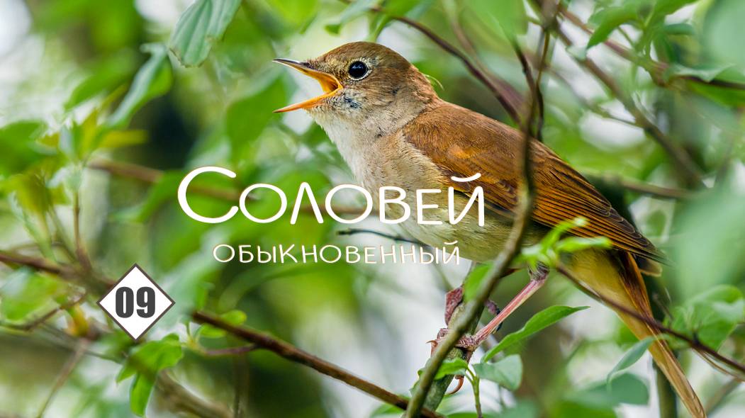 09_Соловей обыкновенный