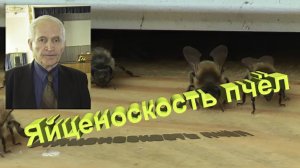 Профессор Кашковский про яйценоскость матки по породам