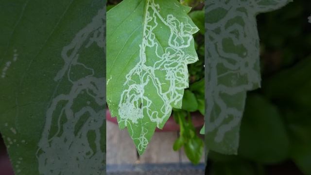 Муха Минёр в Саду и Огороде!🪰#огород #сад #дача #растения #интересно #блогер #ок #садовод смотреть онлайн