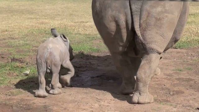 White Rhino Calf at Taronga Western Plains Zoo смотреть онлайн