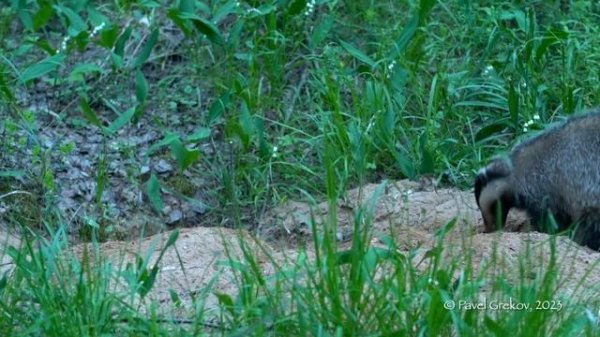 Барсук чистит нору. Badger cleans the hole.