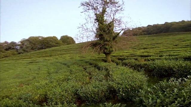 Чайная Мацеста