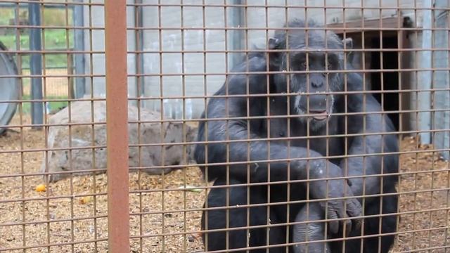 Funny Monkey farts смотреть онлайн