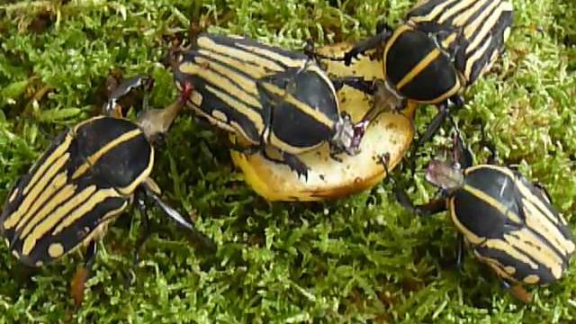 Mecynorhina kraatzi смотреть онлайн