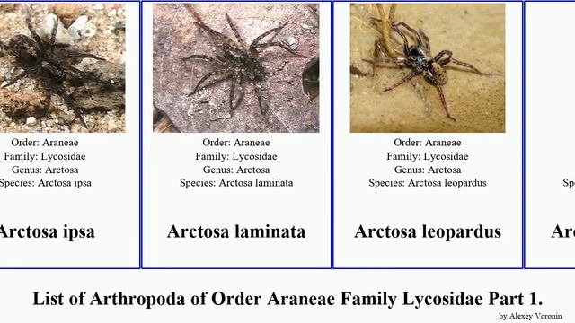 List Of Arthropoda Of Order Araneae Family Lycosidae Part 1. Artoria Alopecosa Arctosa Anoteropsis