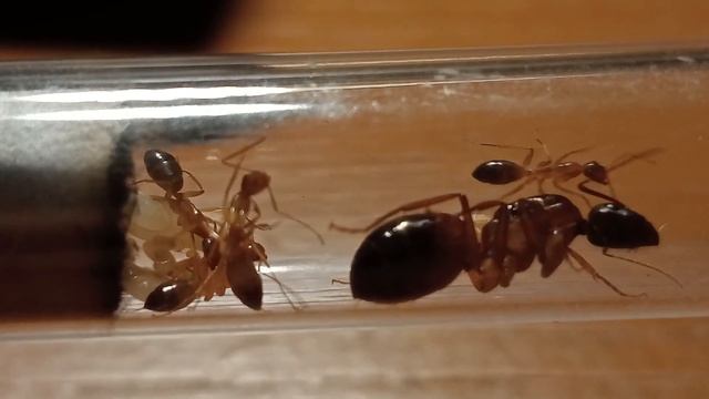 Pilicornis épisode 4 смотреть онлайн