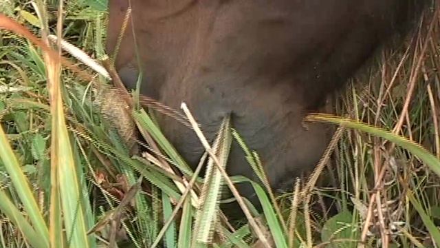 лошадь (кобыла)_02.36