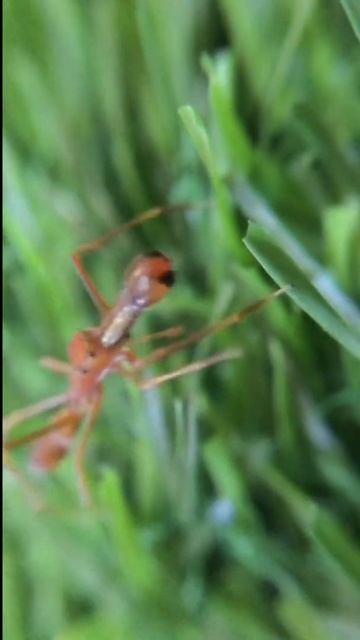 SPIDER ESCAPE! #shorts смотреть онлайн