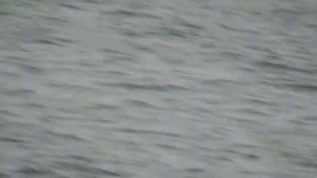 Rhinoceros Auklet смотреть онлайн