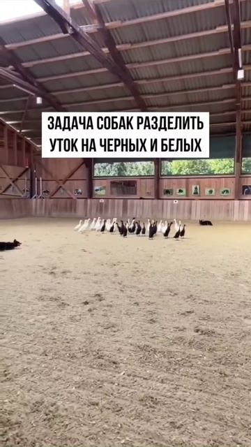 собака и гуси.mp4 смотреть онлайн