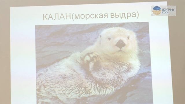 День тюленя на Куршской косе смотреть онлайн