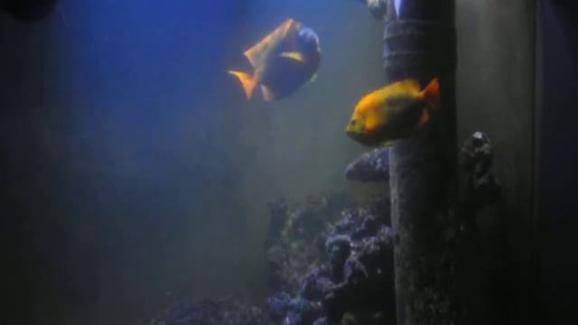 Clarion angel dancing смотреть онлайн