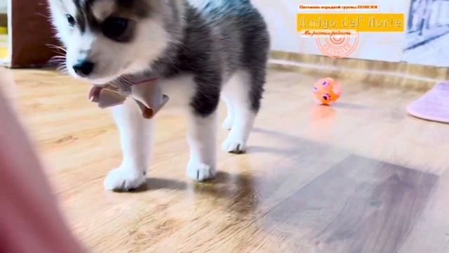 Pomsky Dog Kennel. Помски -удивительные собаки, мини хаски . Pomsky Dog Kennel