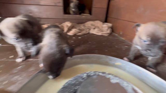 Спасённые с улицы щенки подросли и просят больше еды смотреть онлайн