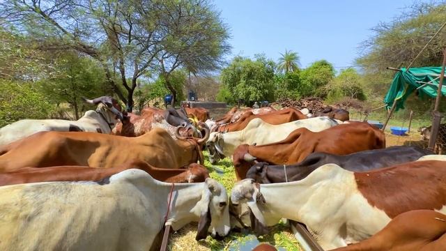 Bheem bull ne बछड़ी को मारा😵💫😱 смотреть онлайн