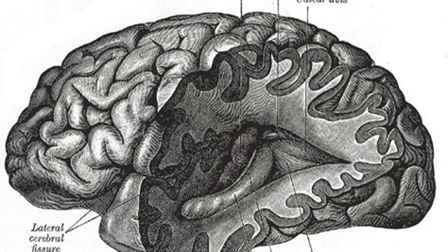 Computational neuroscience | Wikipedia audio article смотреть онлайн