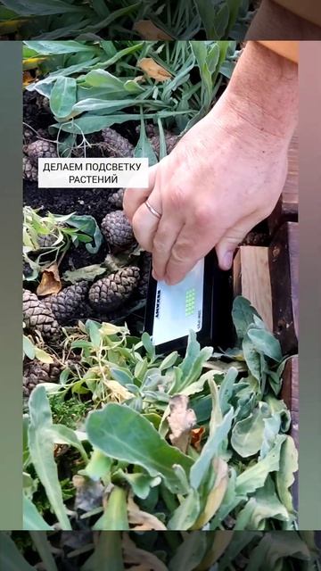 Делаем ПОДСВЕТКУ для растений. Lighting for plants. #подсветка#сделать#video #reels#lighting смотреть онлайн