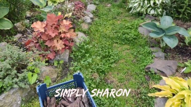 Великолепный сорт хосты Simply Sharon#hosta #хоста #сорта #коллекция смотреть онлайн