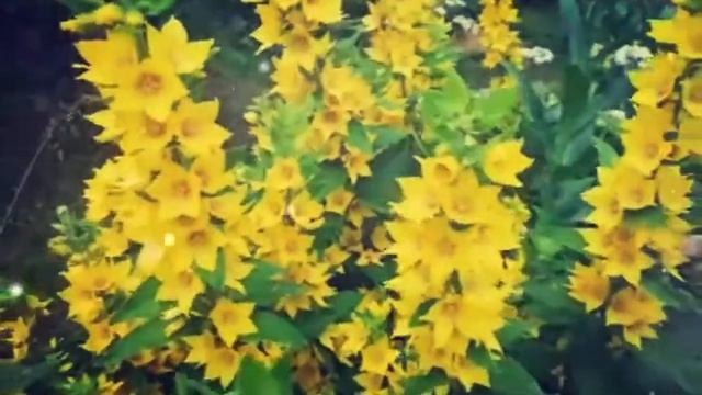 Природа Подмосковья! 23.06.2019 смотреть онлайн