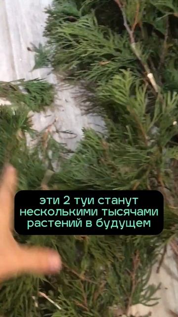 Где взять посадочный материал для питомника хвойных смотреть онлайн