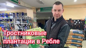 Тростниковые плантации в Ребле
