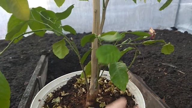 Pěstování citronovníku ve foliovníku смотреть онлайн