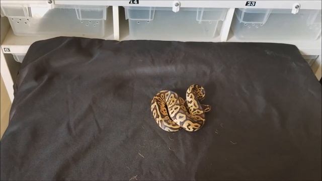 New Ball Python Pick ups of 2017 смотреть онлайн