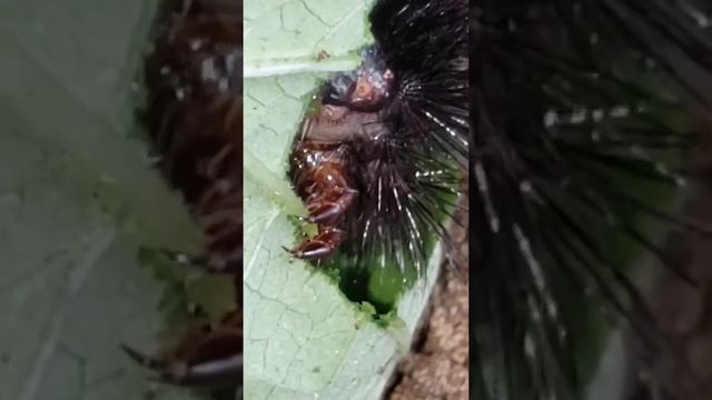 Giant Leopard Caterpillar смотреть онлайн