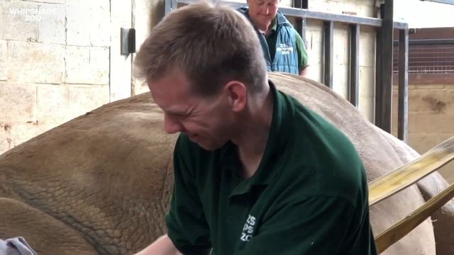 Southern white rhino has first dental check-up at Whipsnade Zoo смотреть онлайн