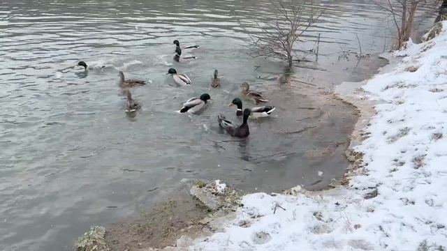 Кормим уточек с рук! Приключения на утиной ферме смотреть онлайн