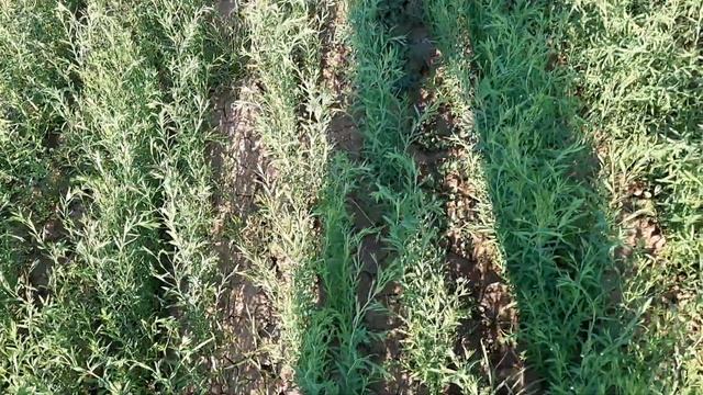 Лён масличный! Отличное состояние позднего посева! смотреть онлайн