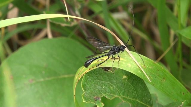 Pelecinid Wasp? (Pelecinidae: Pelecinus polyturator?) Resting Male? смотреть онлайн
