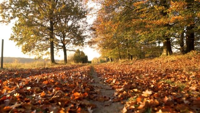 Autumn Aura: Soothing Sounds for Sleep, Meditation, and Reflection смотреть онлайн