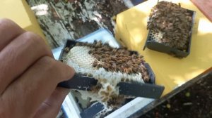 Отбор маток на лесном точке.