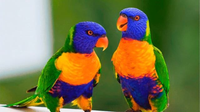 Вибрационно резонансная медицина, цветотерапия, механизм действия, как зарядить воду цветом смотреть онлайн