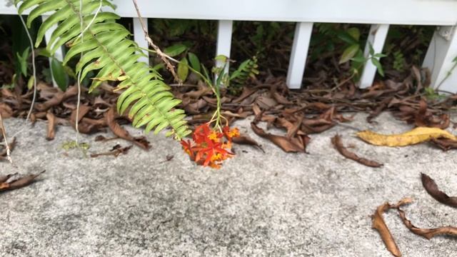 A Moist Encounter With Epidendrum Radicans смотреть онлайн