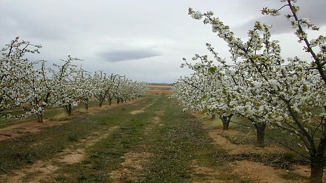 643-LEOS JANACEK Sinfonietta Op. 60 смотреть онлайн