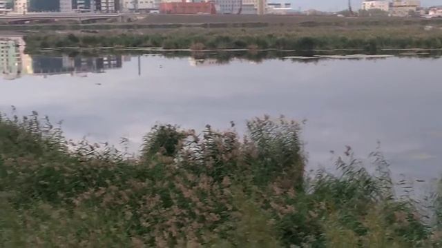 Утки на озере сайсар