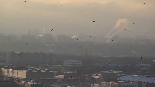 Дрозды в Москве 16.01.2018 смотреть онлайн