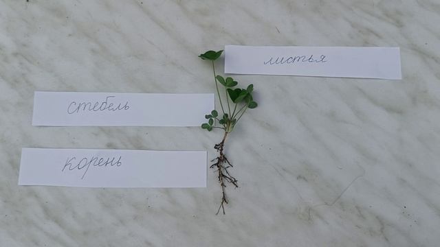 Части растения: основные части растения смотреть онлайн